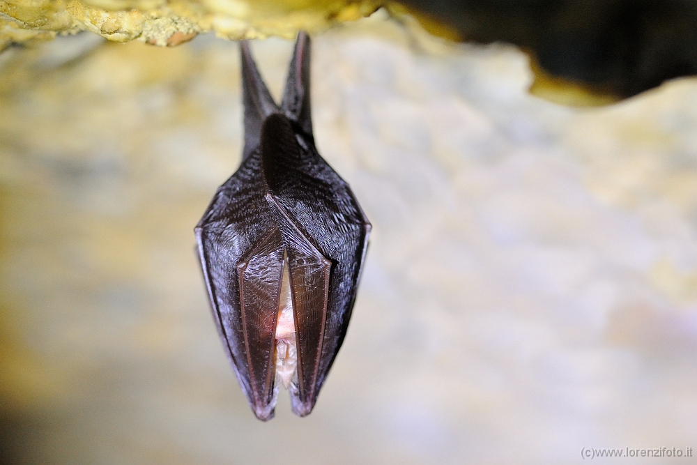 70401 Rhinolophus hipposideros (Ferro di cavallo minore).jpg